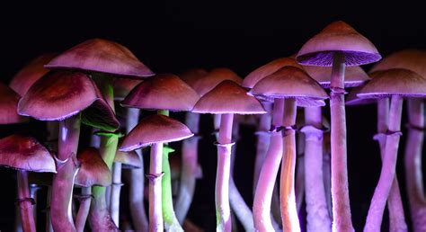 Assessing the risk of dependence with magic mushroom use